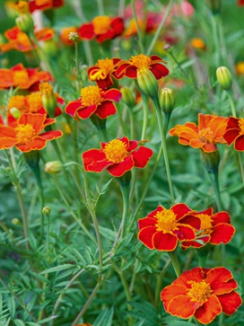 MARIGOLD Cinnabar